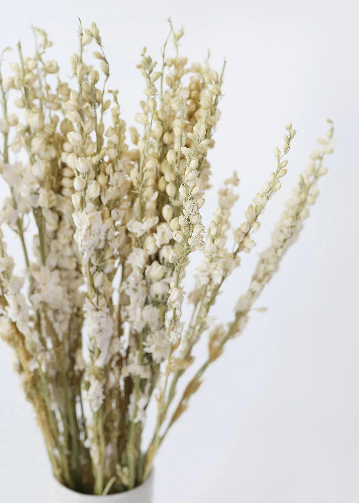 Cream Dried Larkspur Wildflowers - 23-26 | Afloral (US)