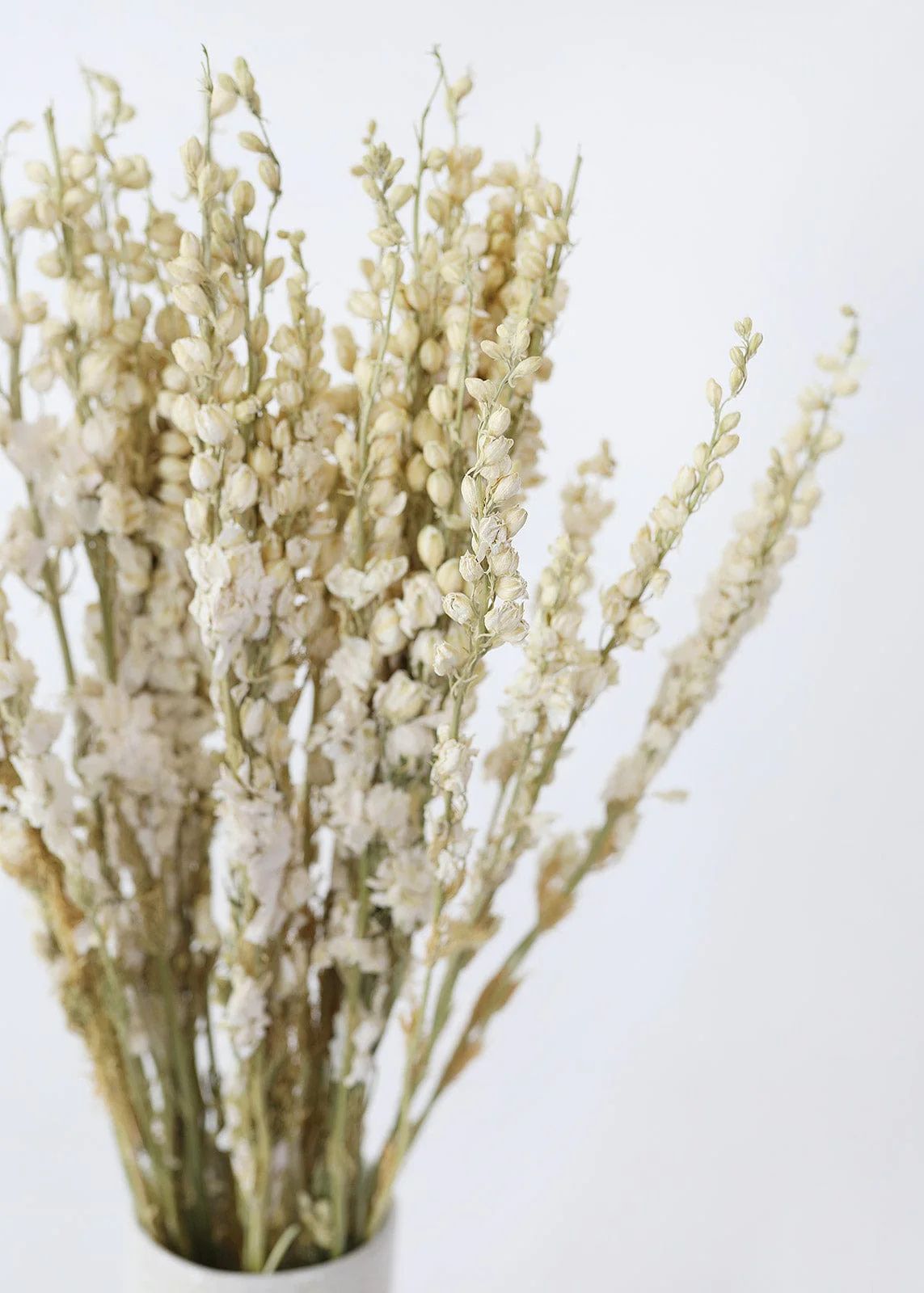 Cream Dried Larkspur Wildflowers - 23-26 | Afloral (US)