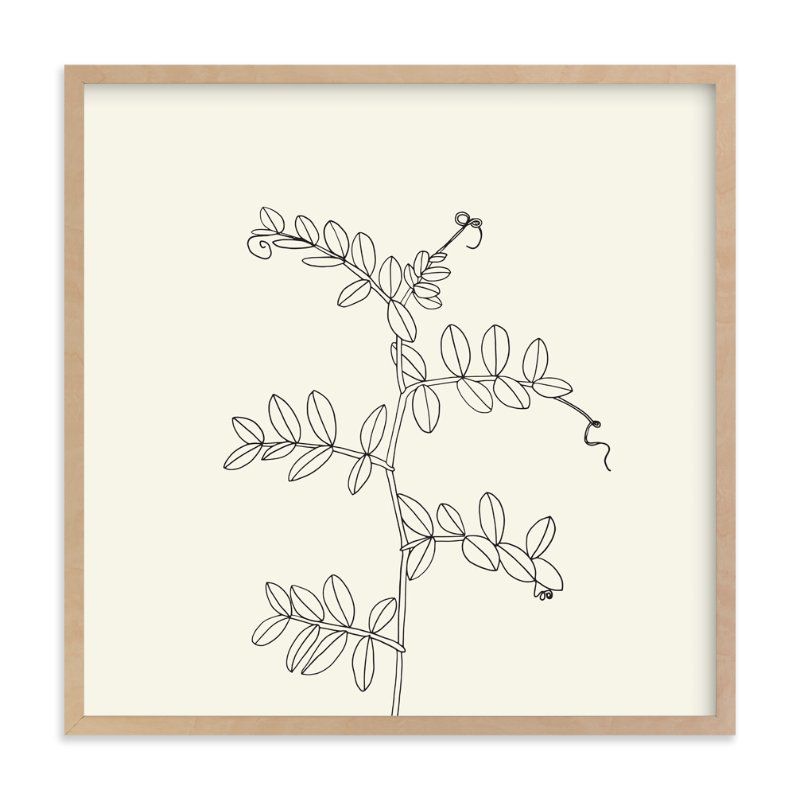 "Wild Pea" - Drawing Limited Edition Art Print by Jorey Hurley. | Minted