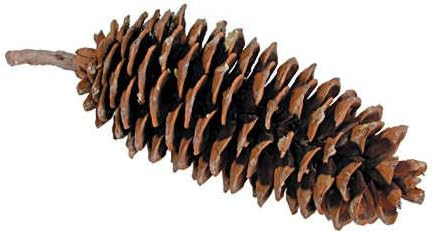 Large Pinecone  | Amazon (US)