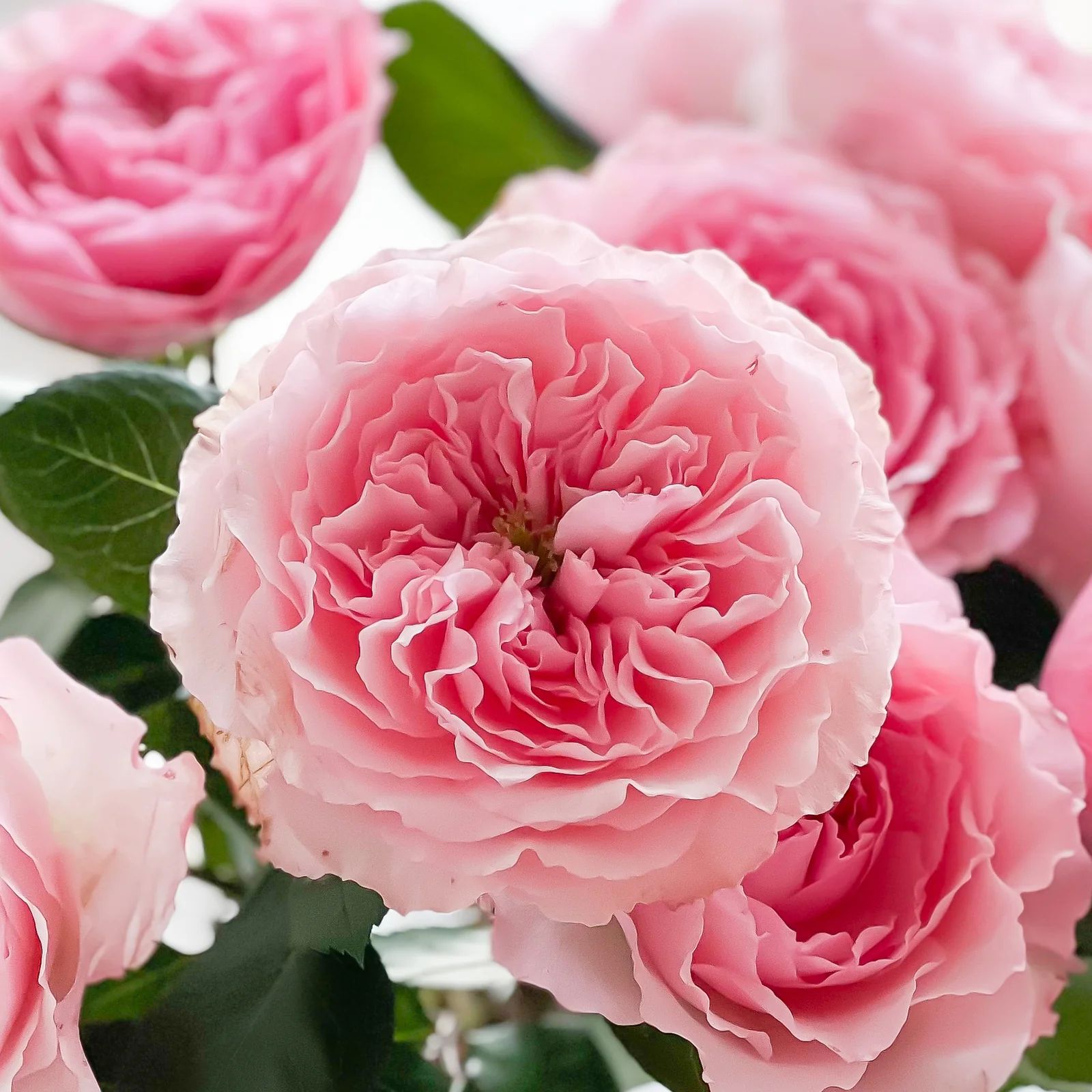 Mayra's Rose | Grace Rose Farm