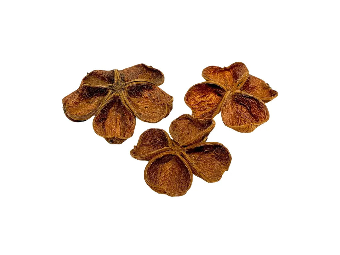 Land Lotus Pods (3 Pack) - Botanicals / Bioactive / Aquarium / Terrarium / Natural Decor / Crafts... | Etsy (US)