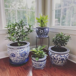 Blue & White Ceramic Planter, Small | Williams-Sonoma