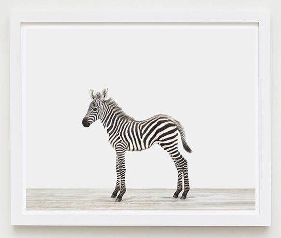 Baby Animal Nursery Art Print. Baby Zebra. Safari Animal Nursery Decor. Baby Animal Photo.Baby Anima | Etsy (US)