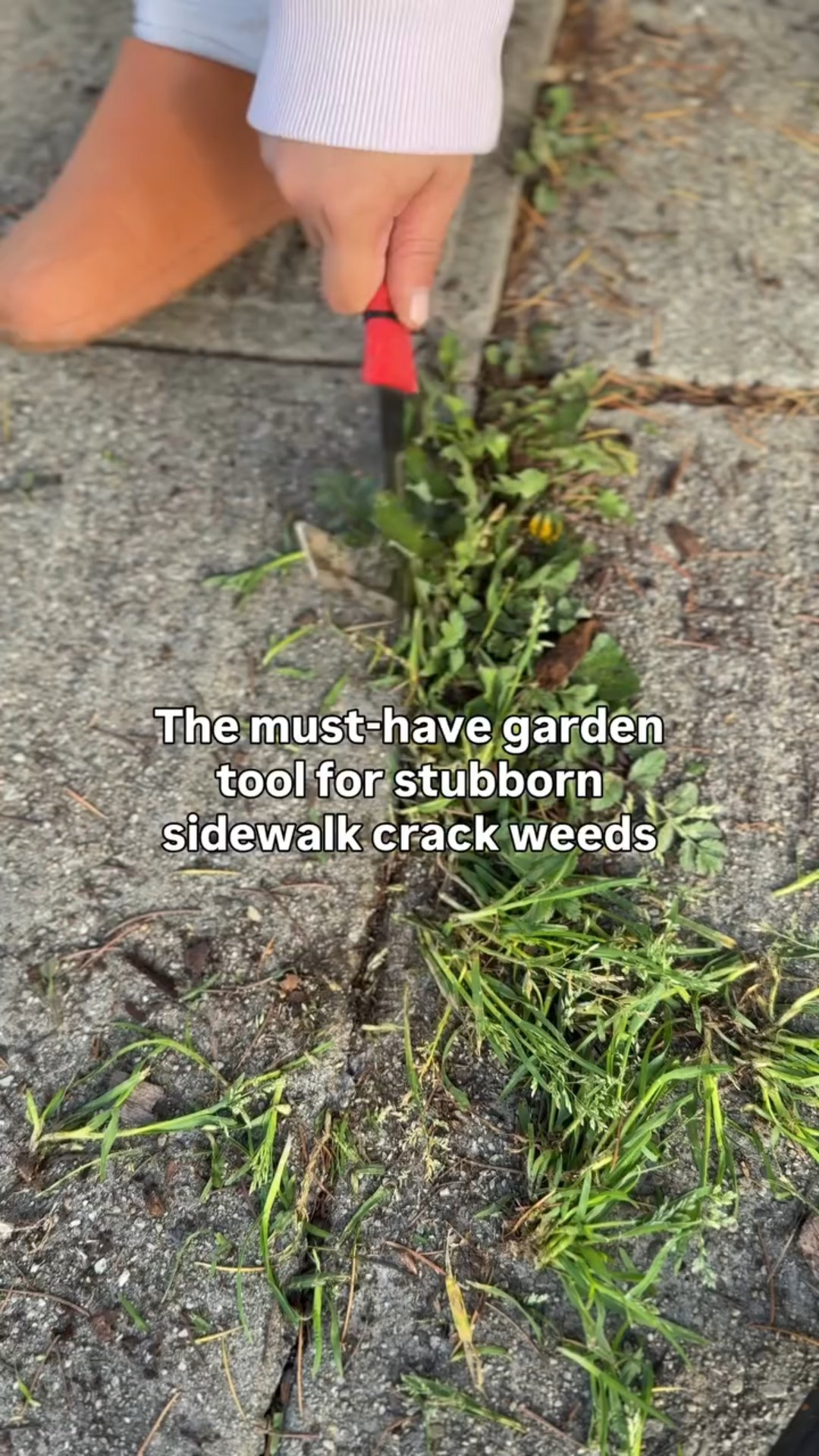 This is THE must-have gardening tool for tackling those pesky sidewalk crack weeds. No chemicals. No throwing out your back pulling weeds. Just quick, satisfying results.

Follow for more beginner gardening tips like this and cozy home ideas that feel like you and spark joy. 

comment shop for the link