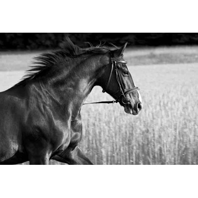 Black Horse Running by Ralfweigel - Wrapped Canvas Photograph | Wayfair Professional
