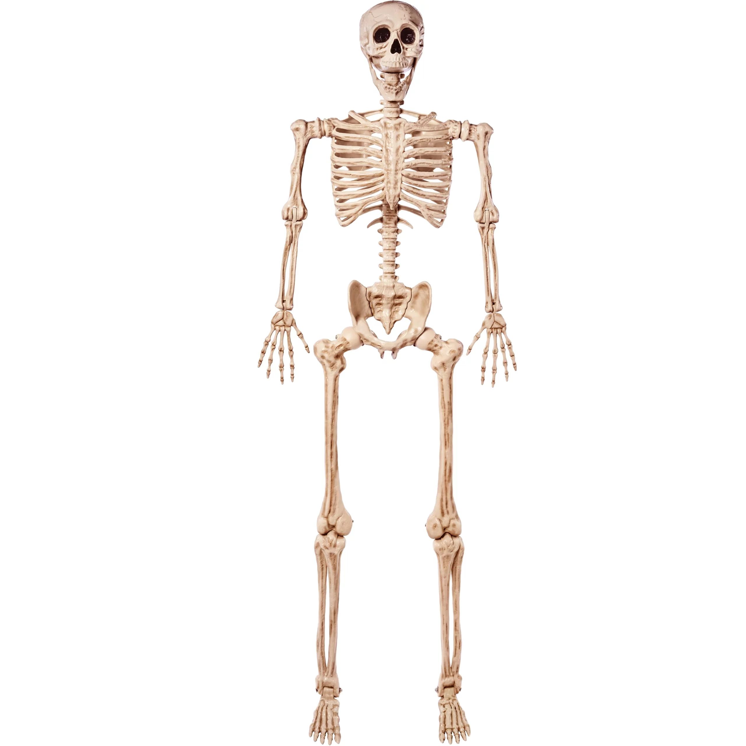 JOYIN 5.6ft Life Size Skeleton Full Body Realistic Human Bones with Posable Joints for Halloween ... | Walmart (US)