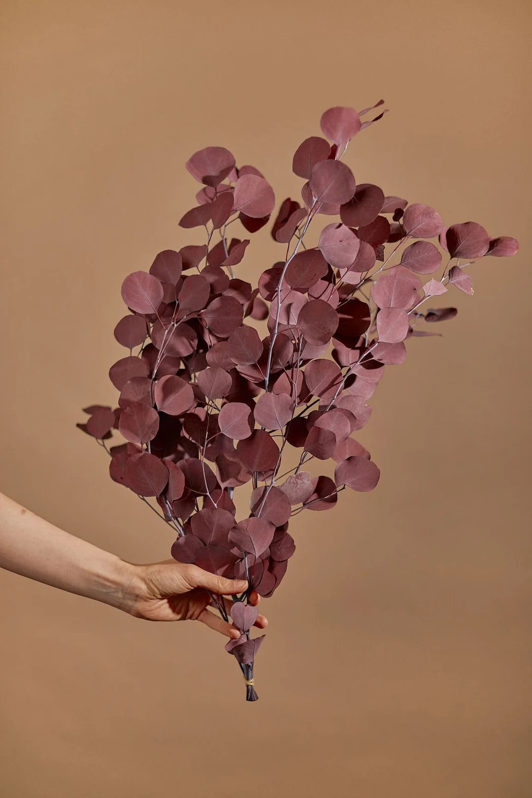 Red Preserved Eucalyptus Populus / Real Dried Flowers Wholesale / Rustic Home Decor | Etsy (AU)