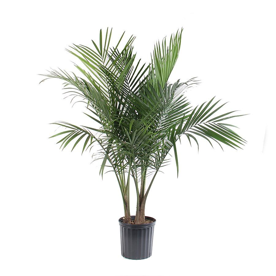 1.94-Gallon Majesty Palm in Pot (Ltl0062) Lowes.com | Lowe's