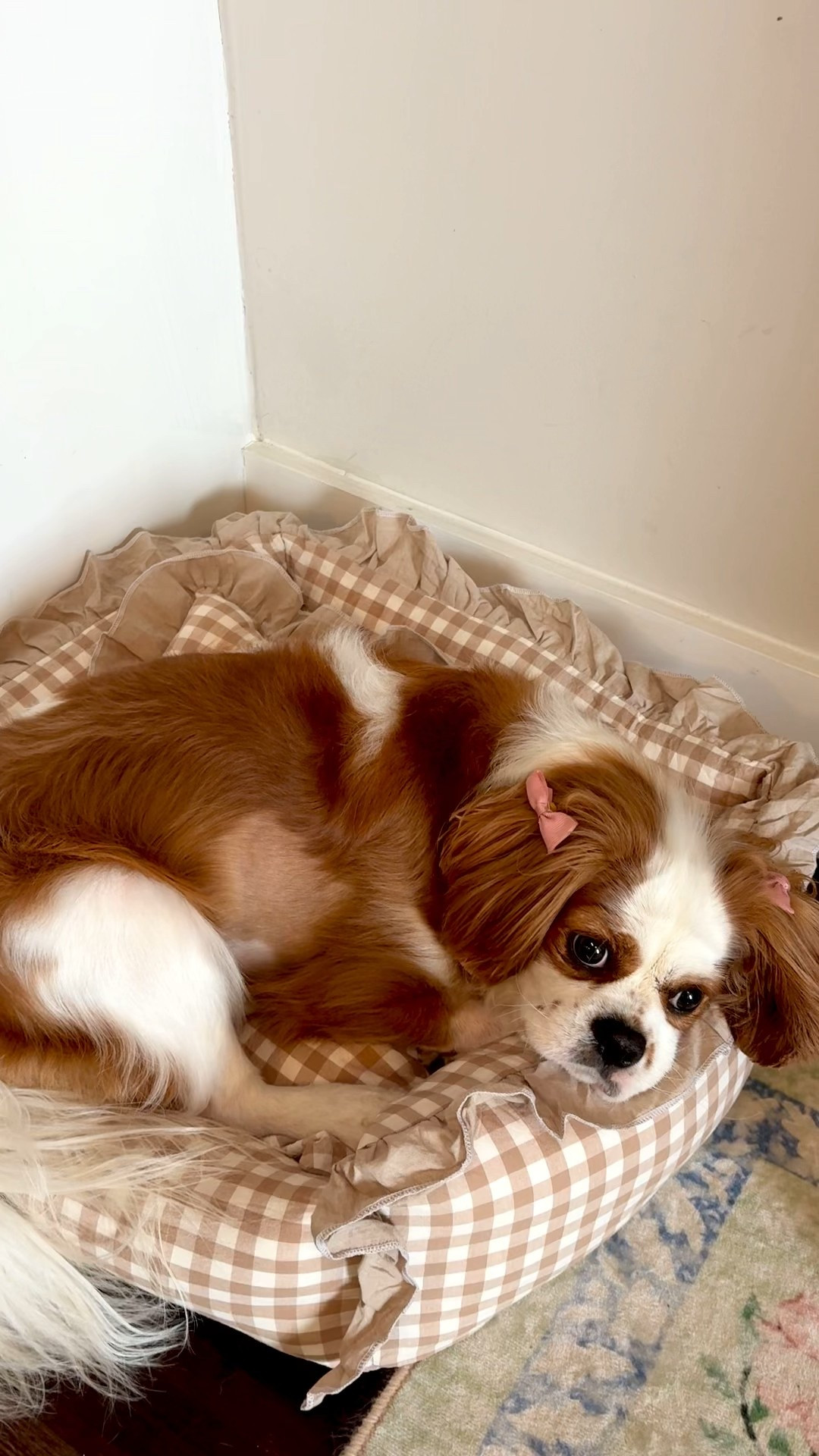 Ruby’s obsessed with this bed and it’s sooooooooo cute I love it too 

#LTKHome #LTKPets