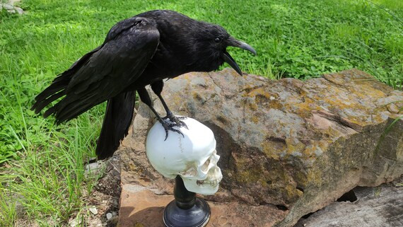 Raven Crow gothic ON A SCULL taxidermy | Etsy (US)