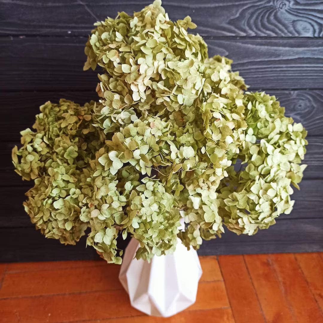 Preserved Dried Hydrangea Flowersdried Hydrangeagreen Color - Etsy | Etsy (US)