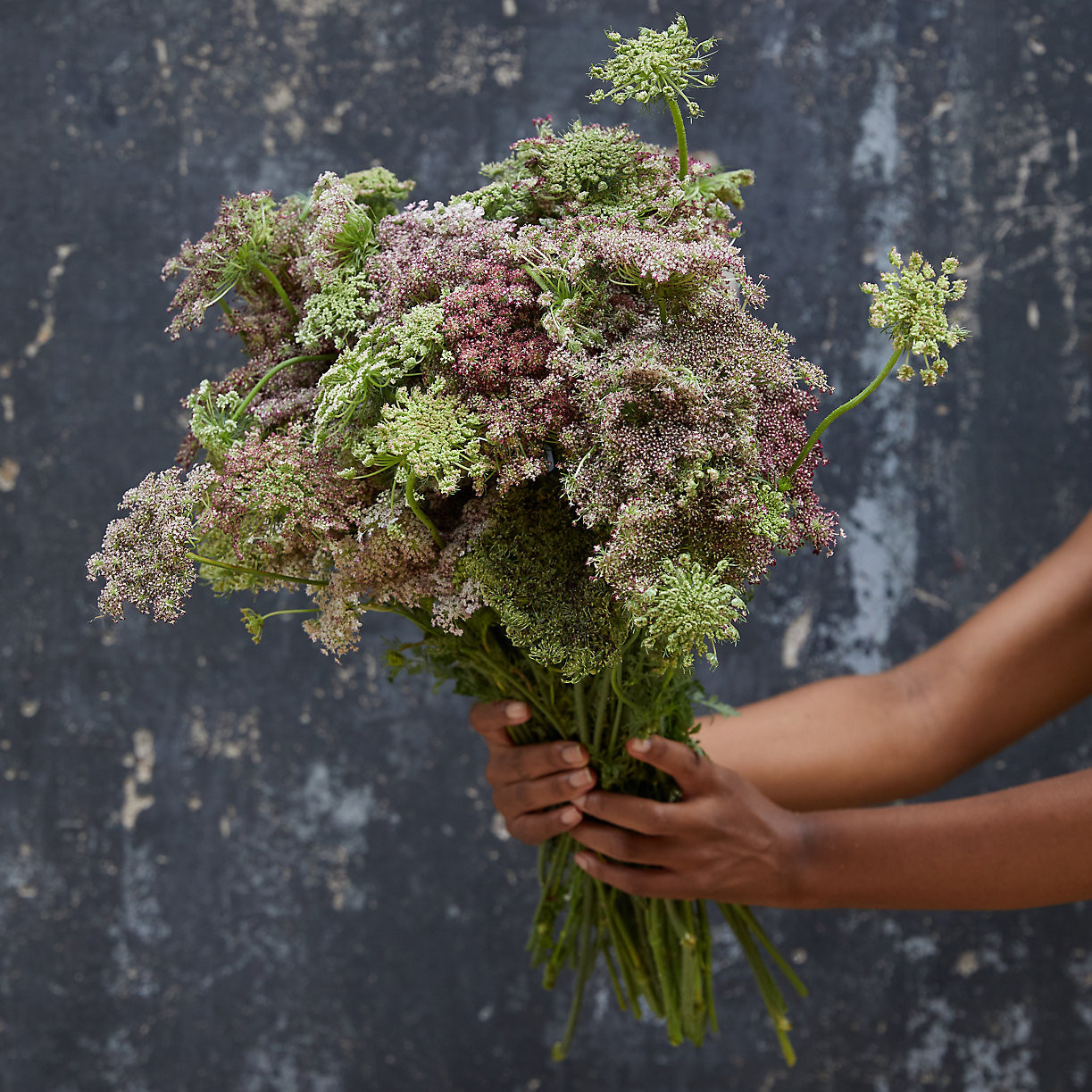 Fresh Chocolate Queen Anne's Lace Bunch | Terrain