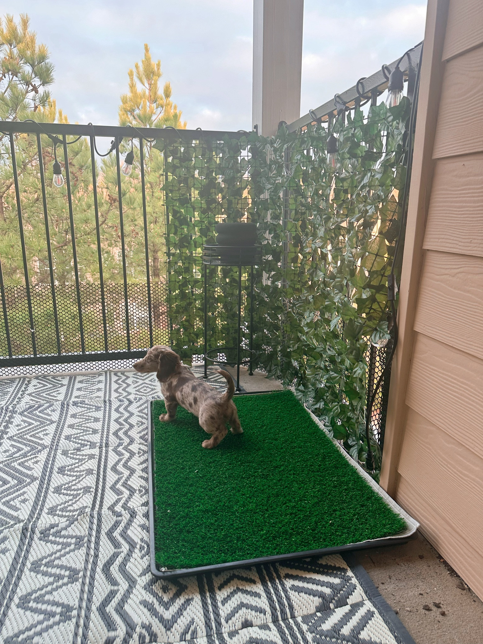 Balcony idea for doggys!