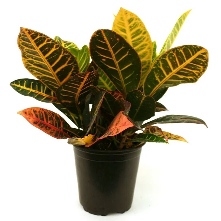 Costa Farms Live Indoor 14in. Tall Multi-color Croton Petra; Bright, Direct Sunlight Plant in 6in... | Walmart (US)