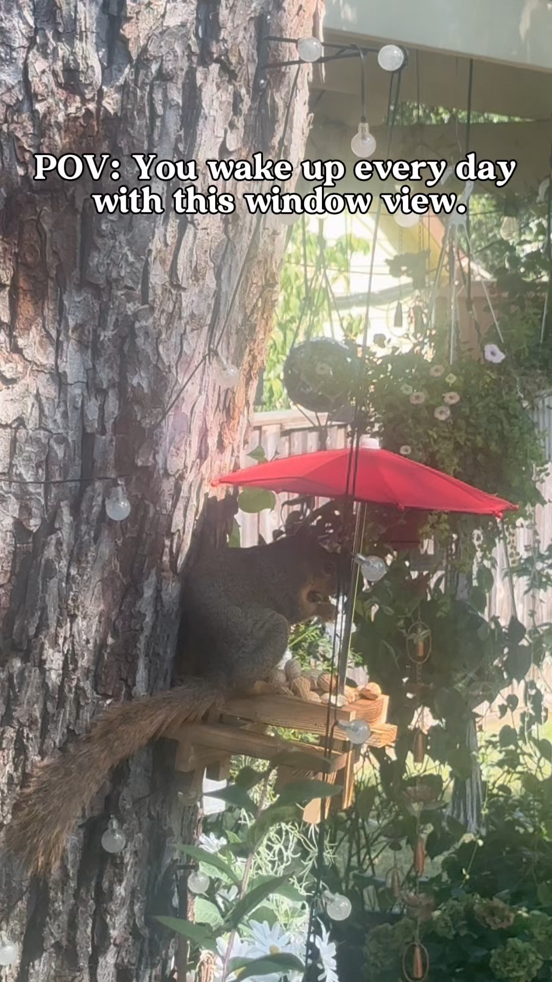I get to see this friend every morning since I installed this Squirrel feeder. ☺️🥲

#LTKFindsUnder50 #LTKPets #LTKHome