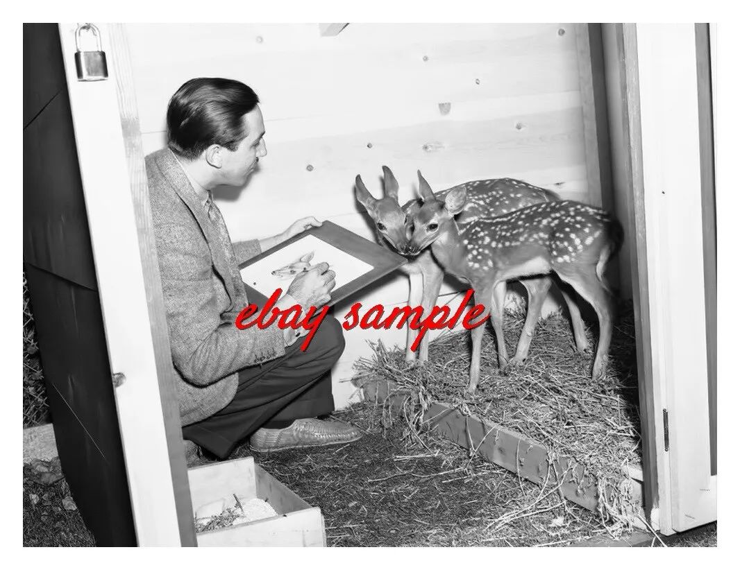 WALT DISNEY CANDID PHOTO - Sketching live deer fawn for the 1942 movie BAMBI  | eBay | eBay US