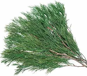 Tavkite 4OZ Preserved Real Pine Leaves Branches -17'' Natural Greenery Plants Pine Twigs Stems Pi... | Amazon (US)