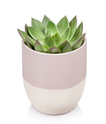 Glowing Green Succulent Plant - Regular | FromYouFlowers.com