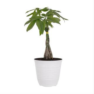 14 in. to 16 in. Tall Money Tree Pachira Plant in 6 in. White Decor Pot | The Home Depot