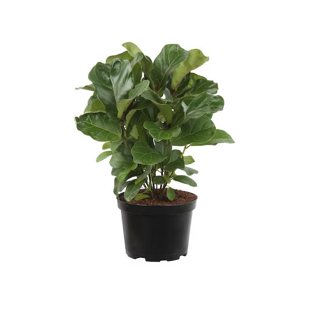 1-in Fiddle Leaf Fig in Ceramic Pot Lowes.com | Lowe's