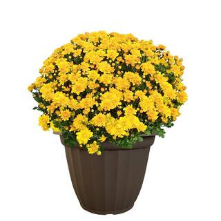 11.5 in. Chrysanthemum (Mum) Plant in a Decorative Pot with Yellow Flowers 6320 - The Home Depot | The Home Depot