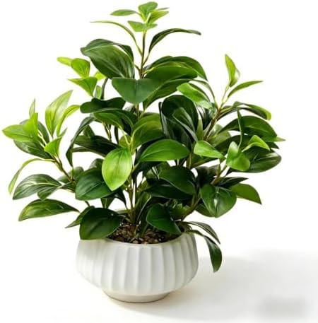 Artificial Peperomia Plant 16.5” Tall Lifelike Faux Greenery in 6” White Ribbed Ceramic Pot R... | Amazon (US)