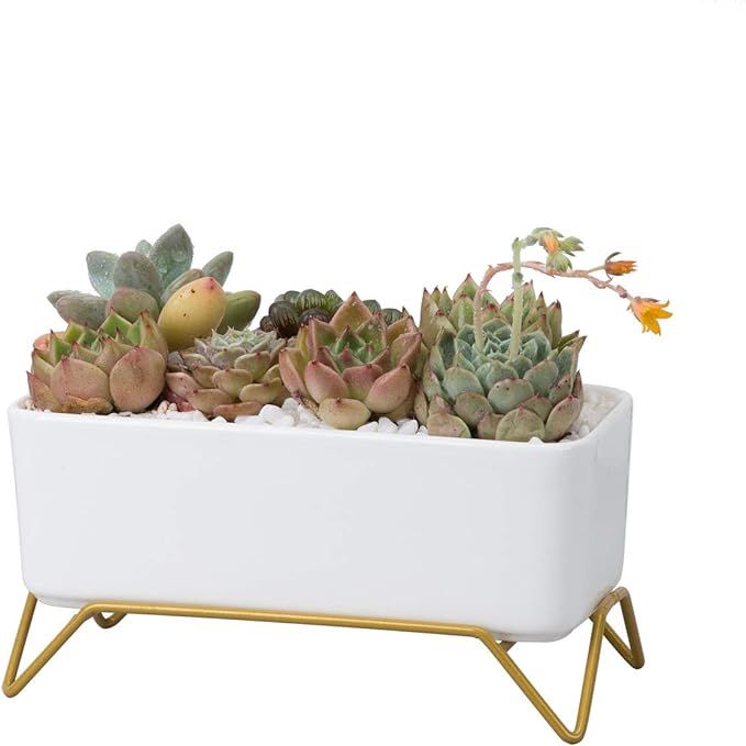 NHEINNO Rectangular Succulent Pot with Stand Modern Minimalist White Ceramic Succulent Planter fo... | Amazon (US)