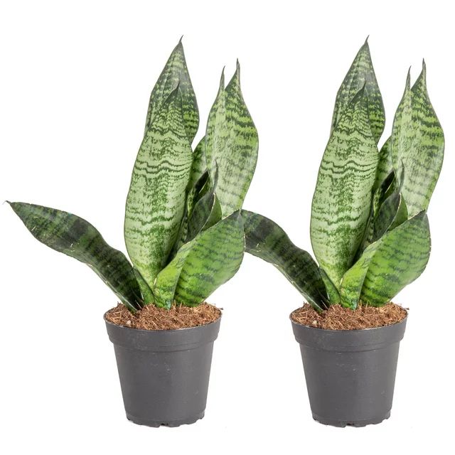 Costa Farms Live Indoor 8in. Tall Green Snake Plant; Bright, Indirect Sunlight Plant in 4in. Grow... | Walmart (US)
