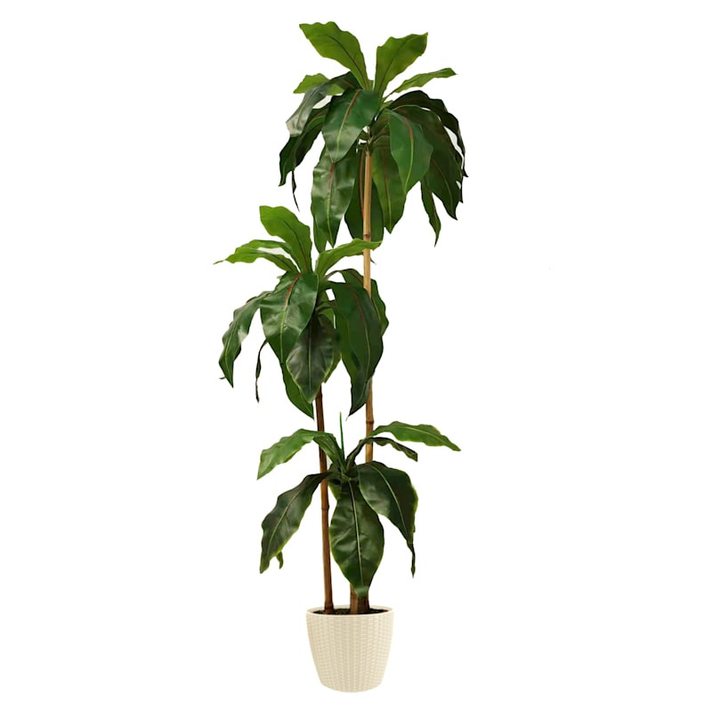 3-Head Bird's Nest Tree in White Planter, 5.5' | At Home