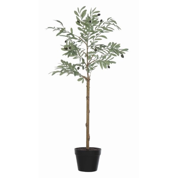 Olive Plant in Pot | Wayfair North America