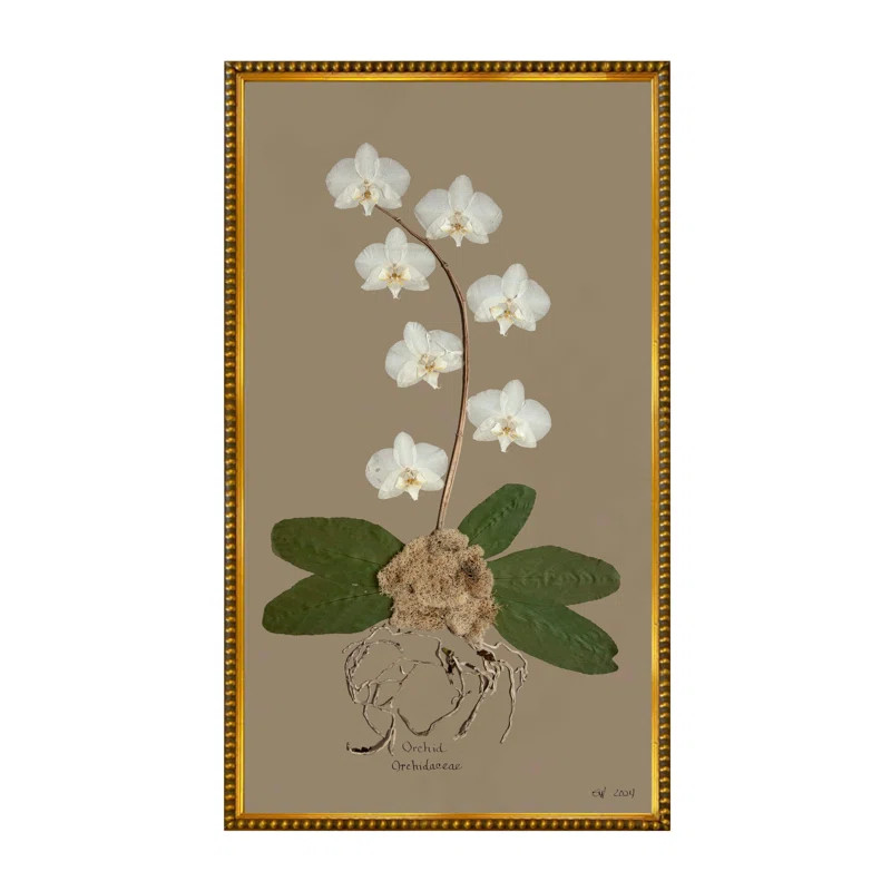 White Orchid On Brown | Wayfair North America