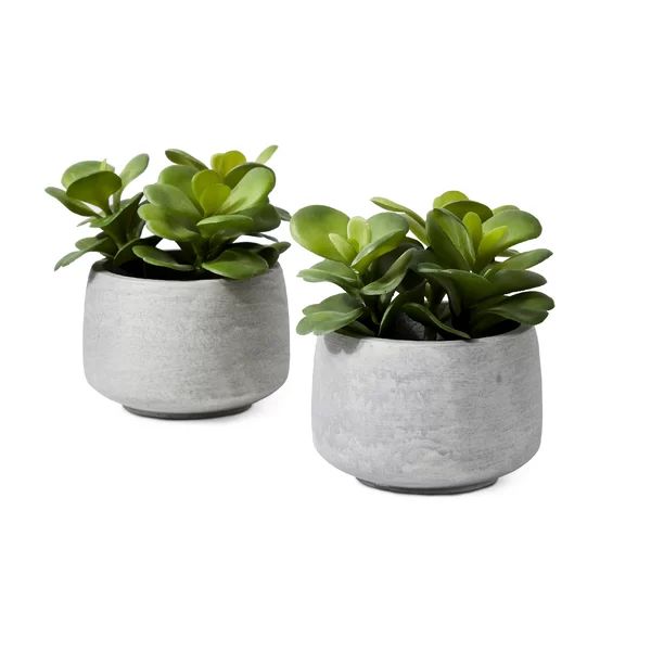 1 - Piece 6.25" Succulent Plant in Pot Set (Set of 2) | Wayfair Professional