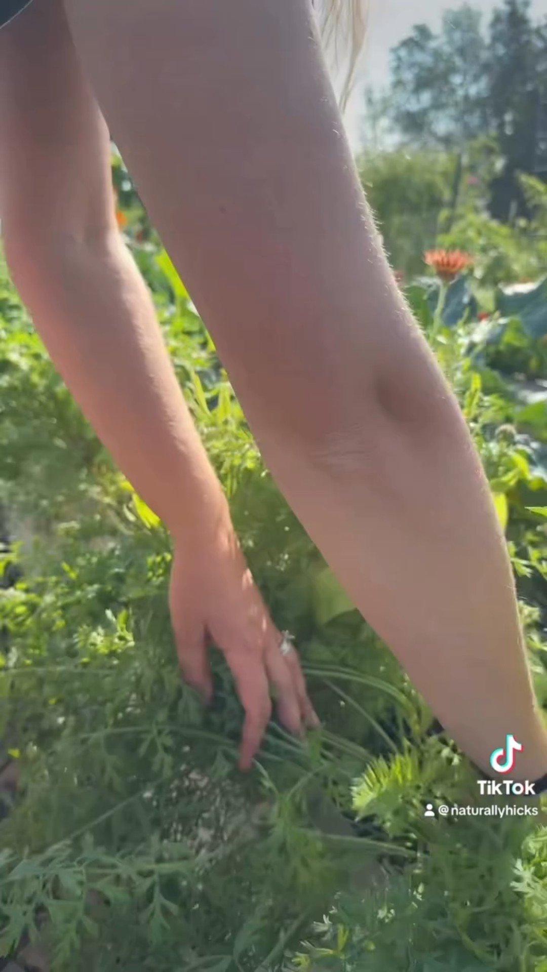 Spent the quiet morning harvesting the last of my carrots. If you haven’t grown purple carrots you definitely need to this fall. They are hands down my favorite! 🥕 

Happy harvesting! 

#harvesting #harvest #gardenharvest