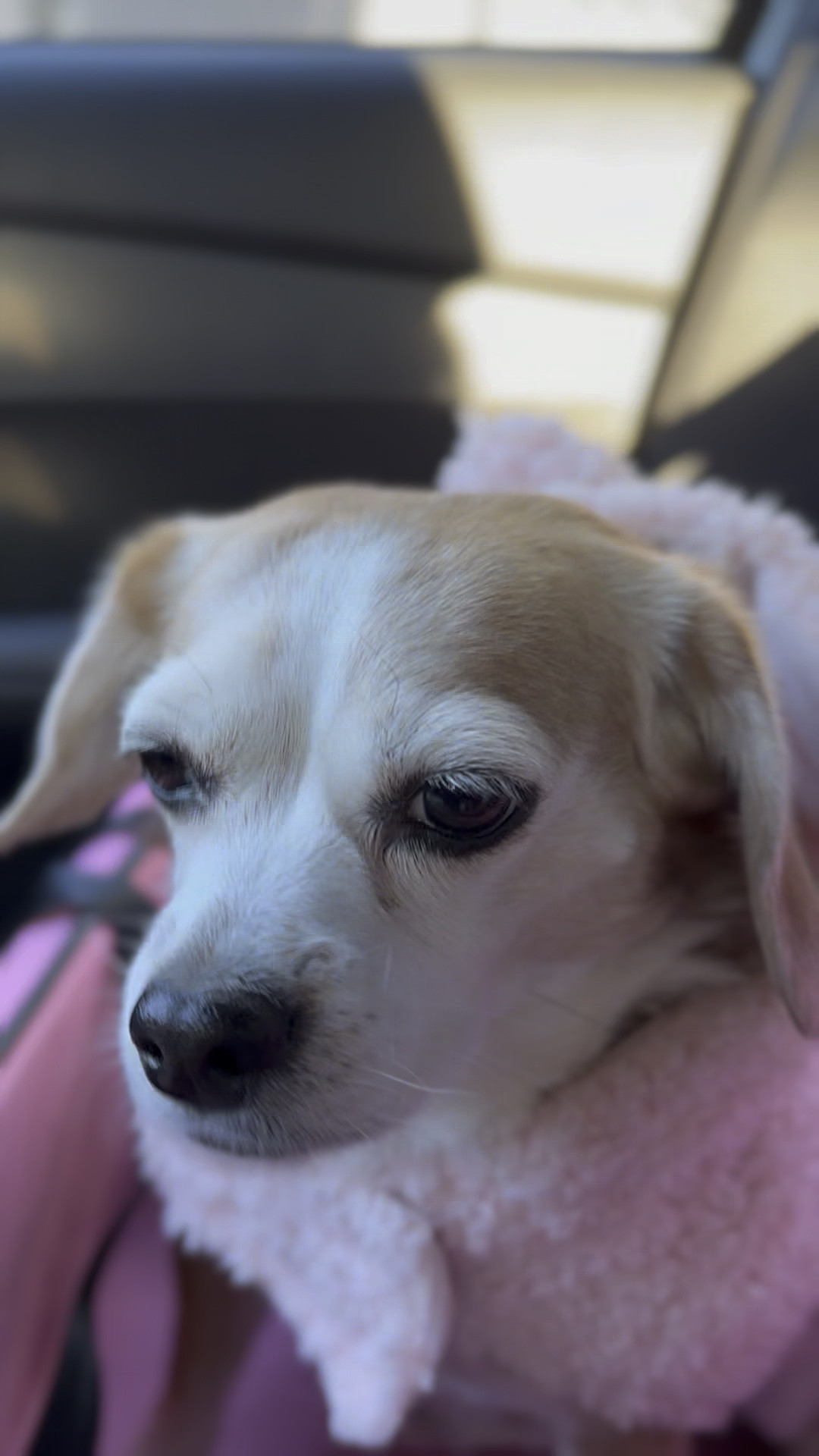 Best money I’ve ever spent! I bought this doggy seat for my pup because she sheds a lot and tends to climb over to my side when I’m driving. This seat helps keeps the fur at bay which is a bonus for me since I have black cloth seats and it keeps her in one spot which reduces any distractions for me when driving.

I’ve linked the seat below for anyone who might find it helpful. It comes in a few other colors as well! 

#LTKfamily #LTKVideo #LTKbaby