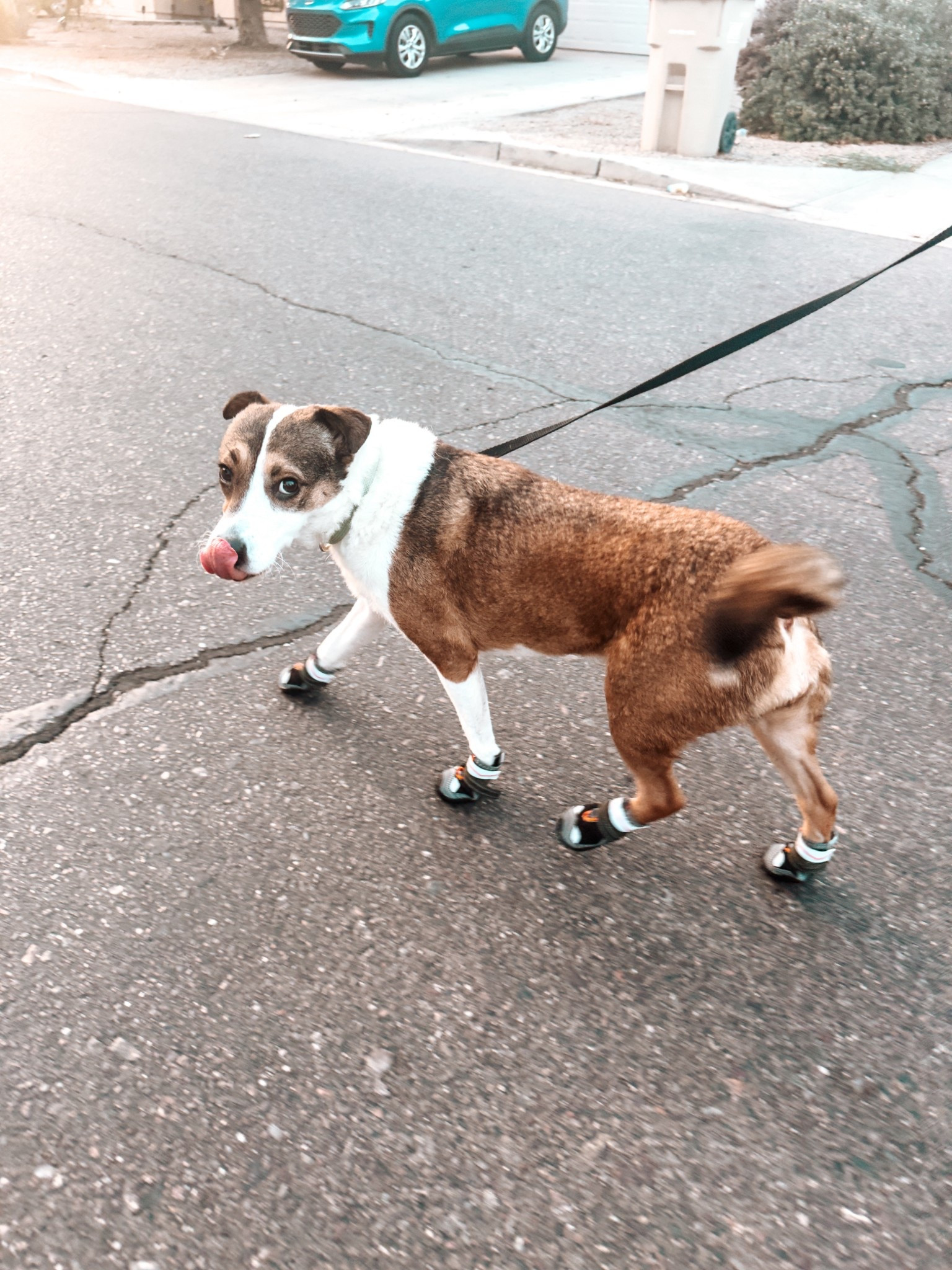Dog shoes for hot weather walks here in Arizona, A-black Size: #2 (Width 1.8 inch) for 21-30 lbs. So easy to put on, from Amazon.

#LTKSeasonal #LTKPets #LTKFindsUnder50