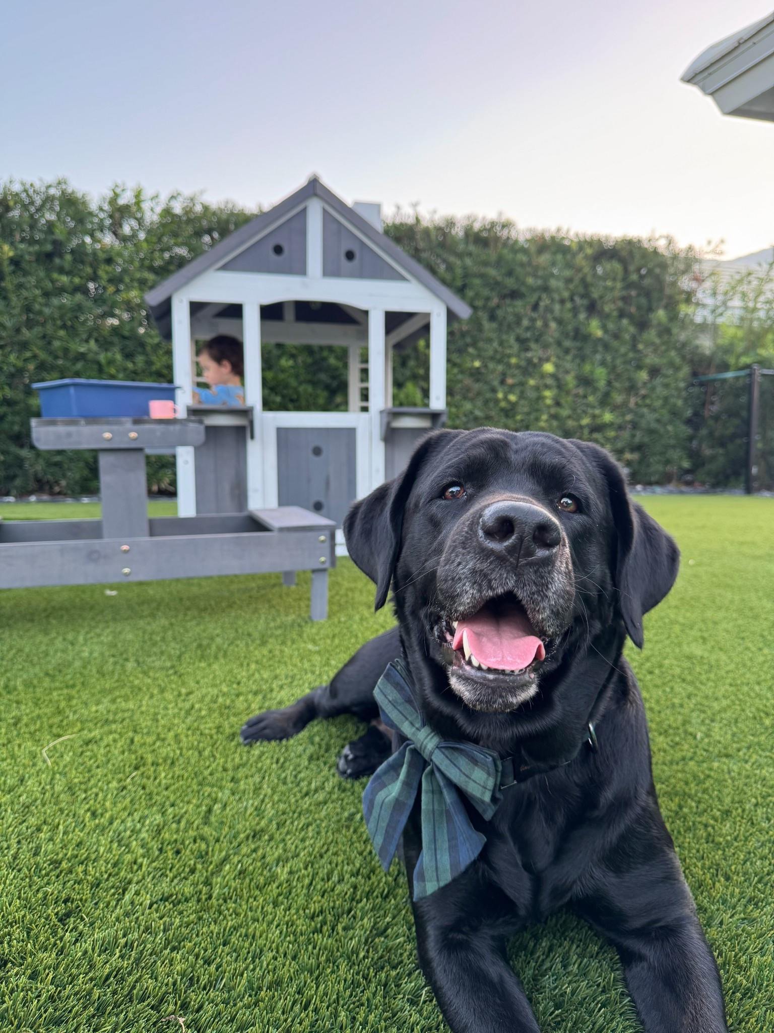 Her bow collar  and his play house 🤎✨

#LTKHome #LTKdayinmylife #LTKmomlife