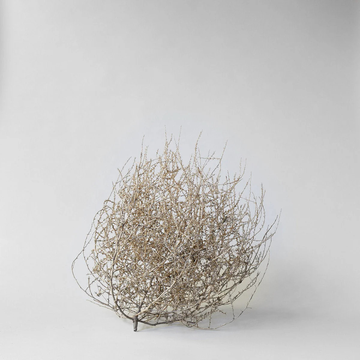 Dried Tumbleweed Room Decor | Green Friday Sale - 30% Off | Bloomist, Inc