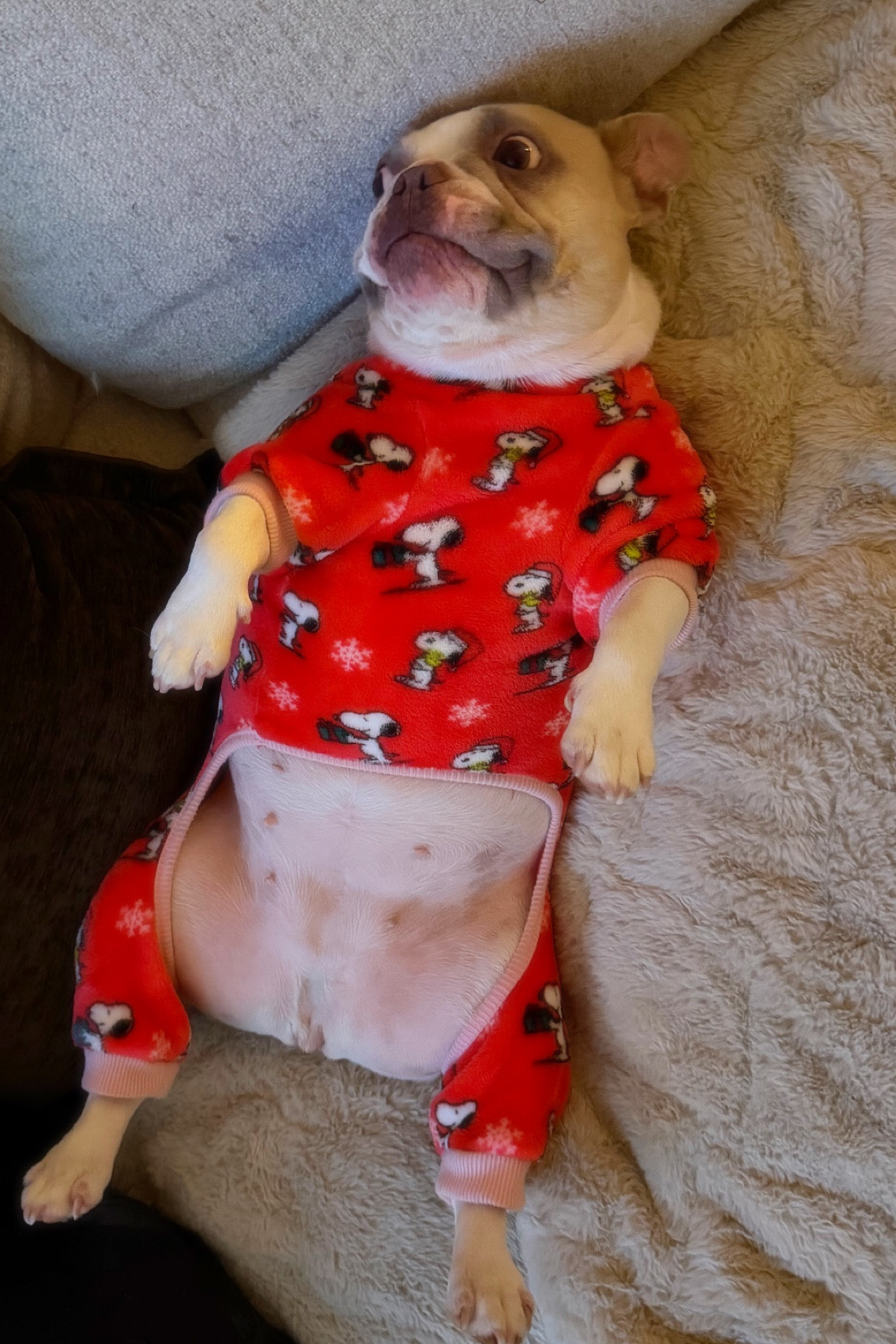 Just a cutie dog in her pajamas #pets 

#LTKHome #LTKSeasonal #LTKGiftGuide