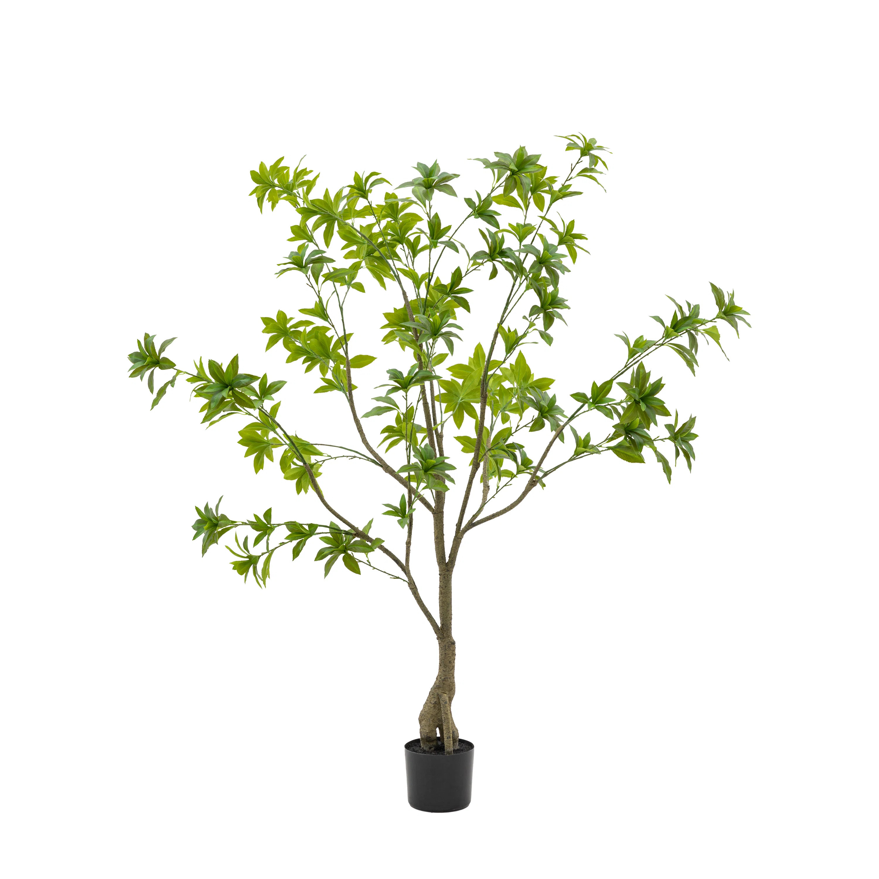 Potted Pierisjaponica 5ft Tree | Wayfair UK