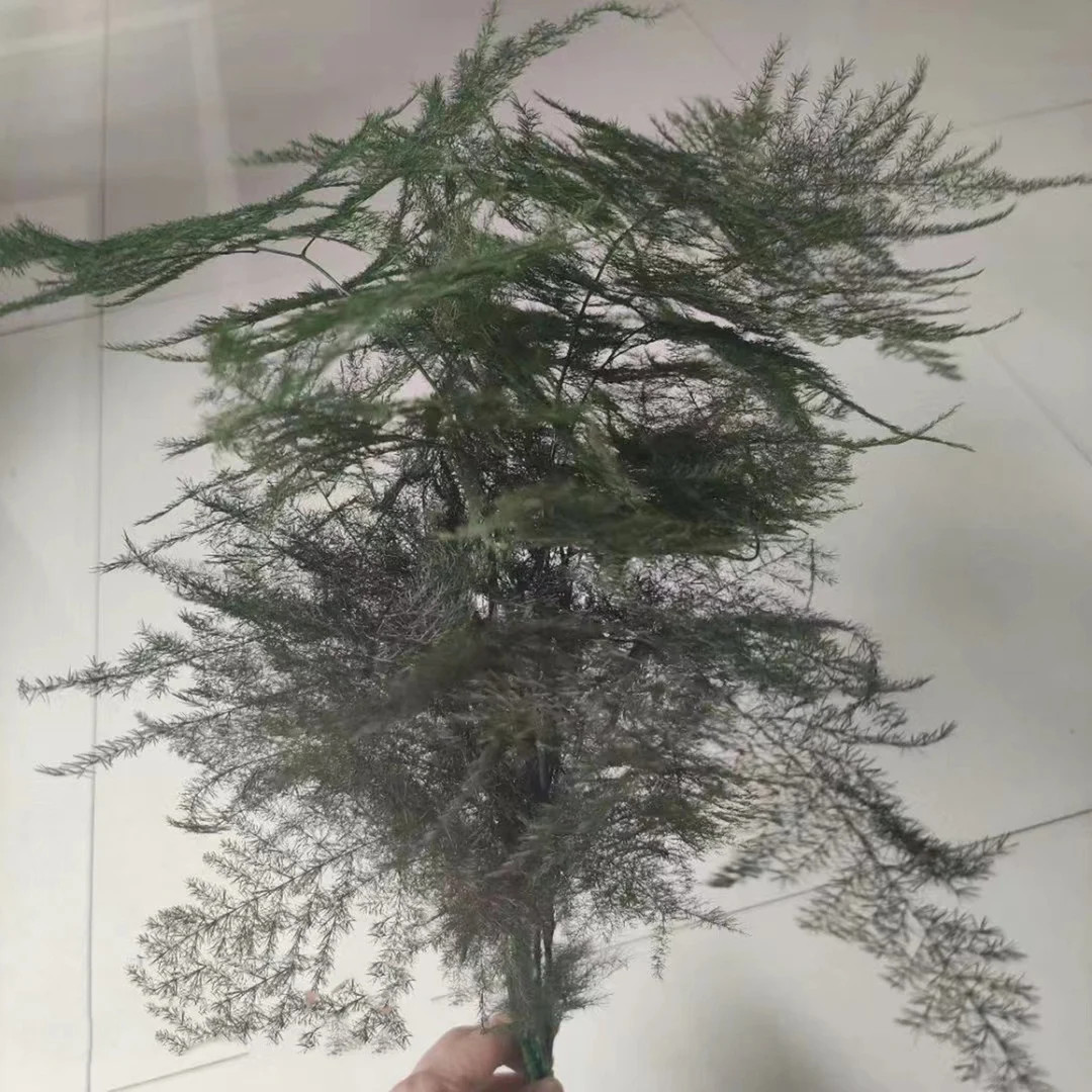 Preserved Plumosa Fern Greenery - Green Ferns - Preserved Ferns - Preserved Greenery | Etsy (US)