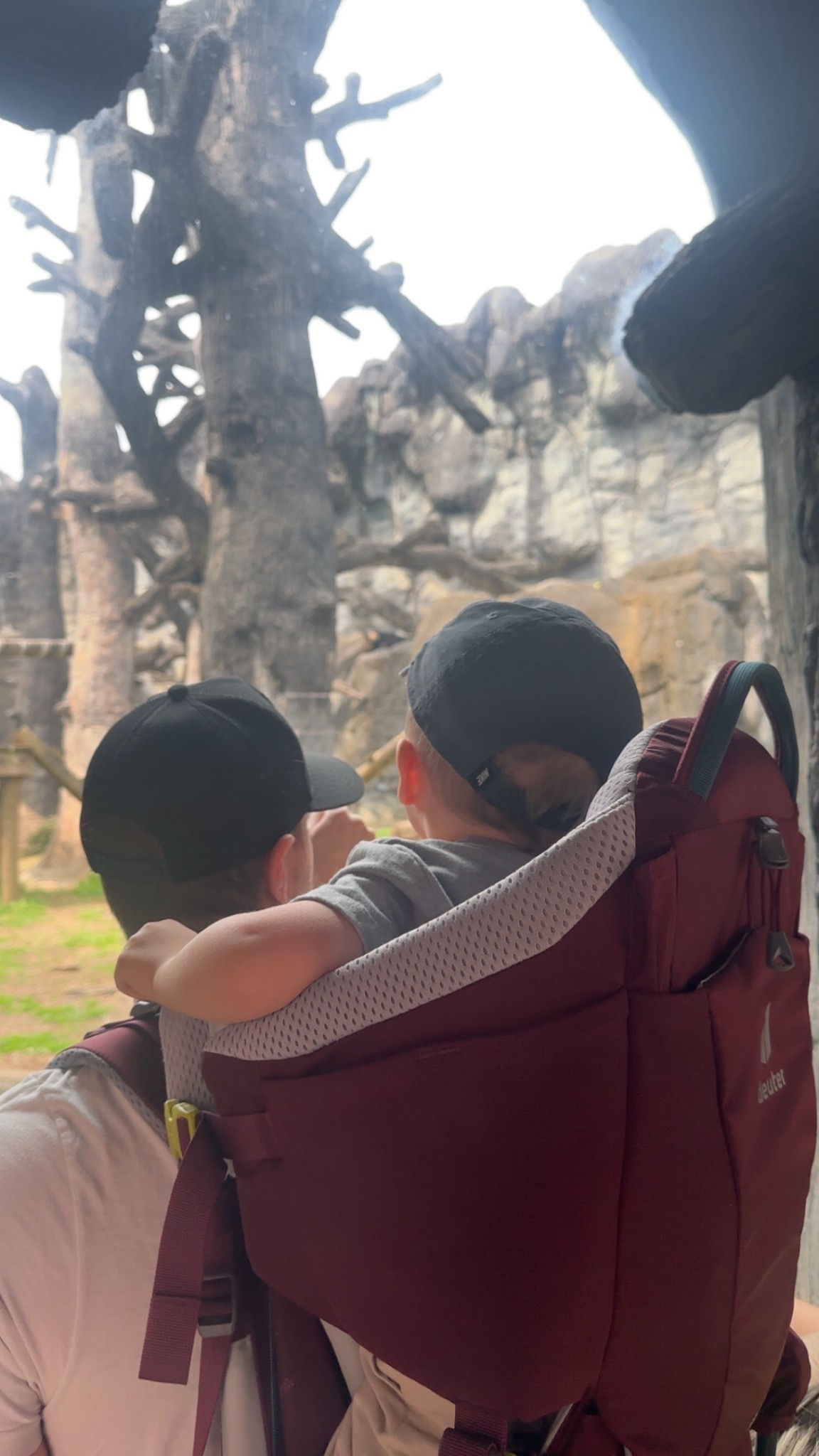 This backpack was a MAJOR hit at the zoo. Also gave our son a much better view of the animals. 10/10 

#LTKWatchNow #LTKKids #LTKSaleAlert