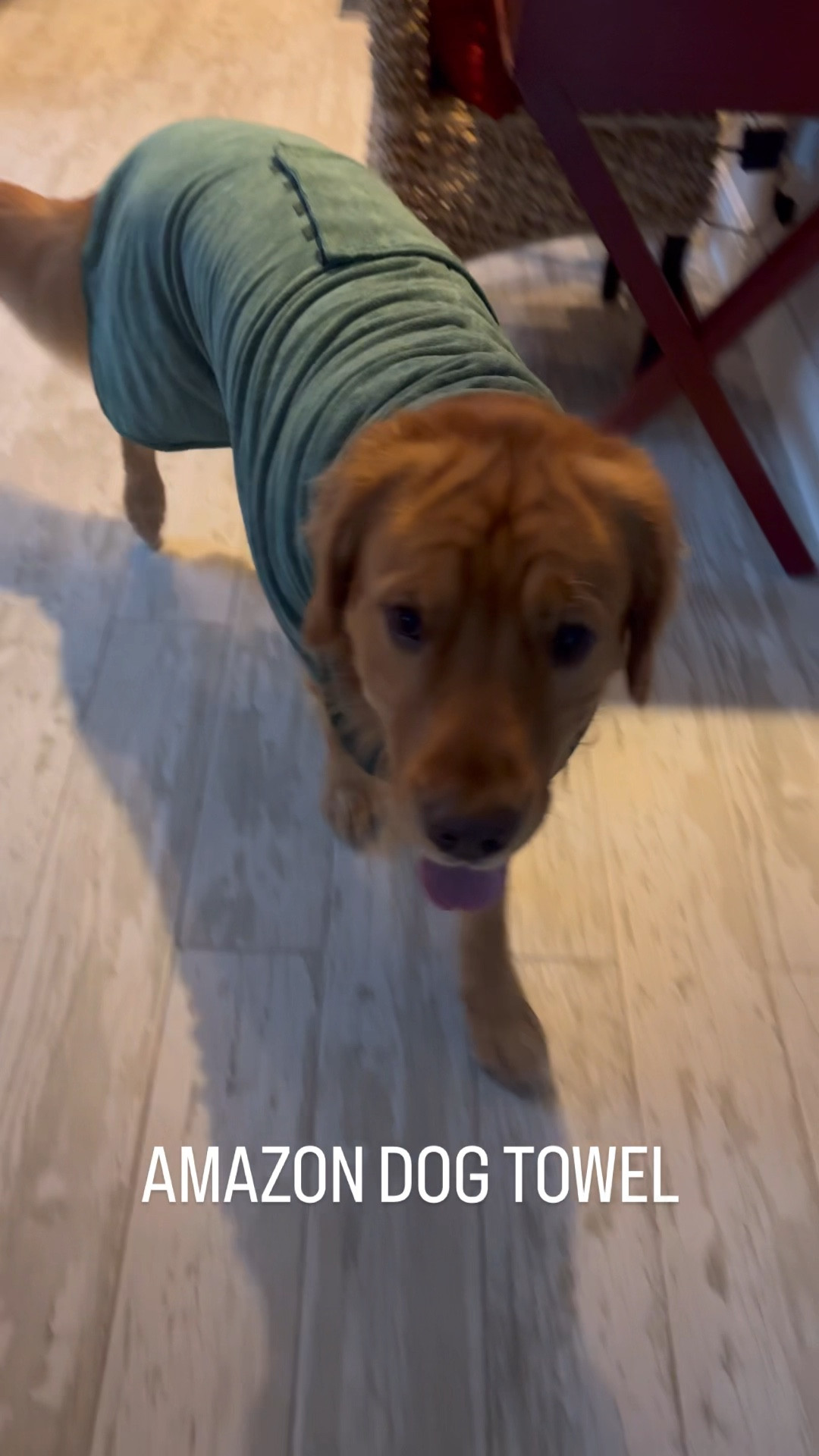 Amazon dog towel! Hudson is wearing the biggest size XXXL 

#LTKFindsUnder50 #LTKVideo