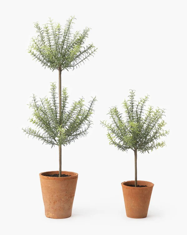 Potted Faux Rosemary Topiary 

 #LTKOver40 #LTKHome #LTKSaleAlert
