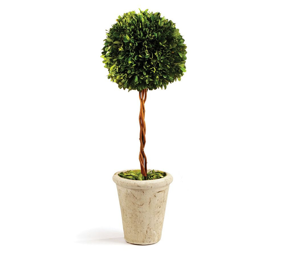 Preserved Boxwood Potted Plants | Pottery Barn (US)