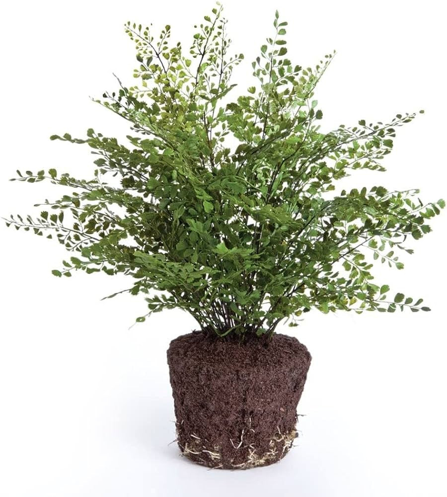 Maiden Hair Fern Drop-In Flowering Plant, 23-Inch | Amazon (US)