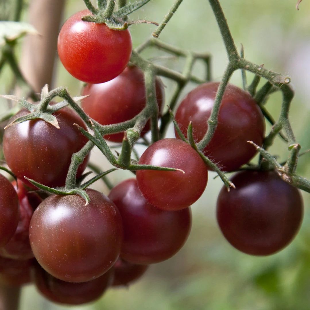 Chocolate Cherry Tomato Seeds | Heirloom | Organic | Etsy (US)