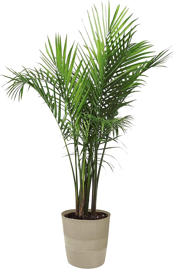 Costa Farms Majesty Palm Tree, Live Indoor Plant, 3 to 4-Feet Tall, Ships with Décor Planter, Fr... | Amazon (US)