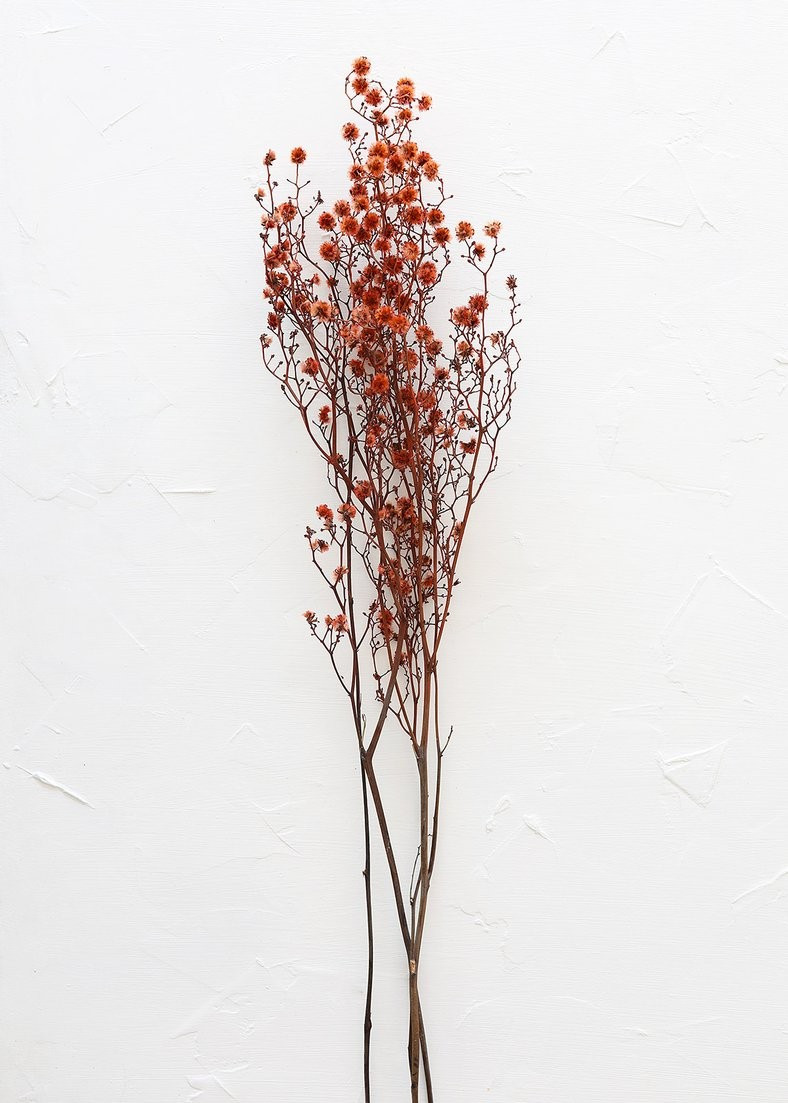 Dried Stirlingia Flowers in Orange - 24-28" Tall | Afloral (US)