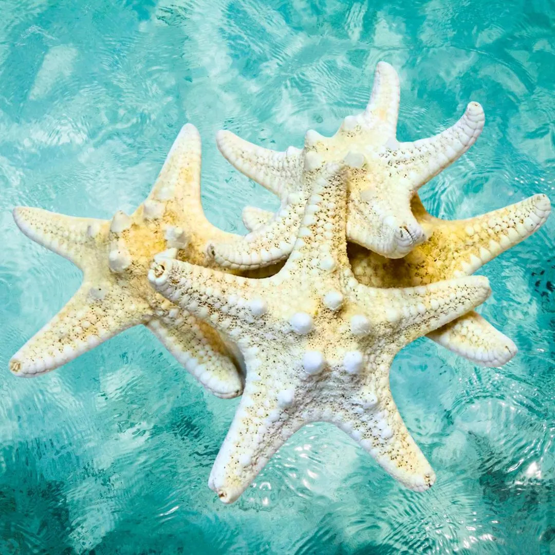 Dried Knobby Starfish | Hermit Crab Calcium Foraging - Etsy | Etsy (US)